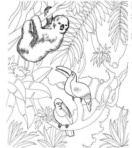 Sloth And Two Toucans Coloring Page